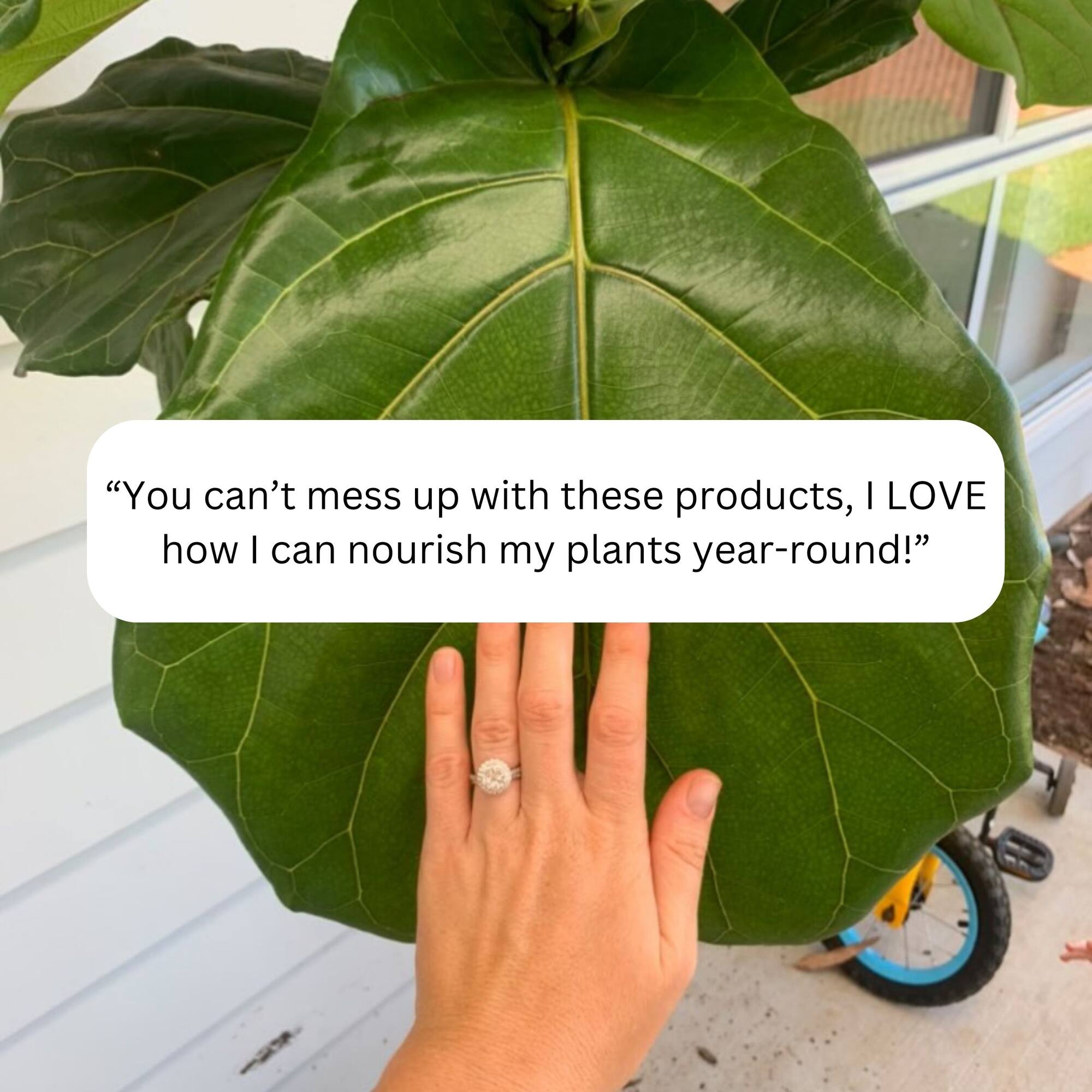 We The Wild™ Houseplant Essentials Kit Organic Easy 3-Step Care